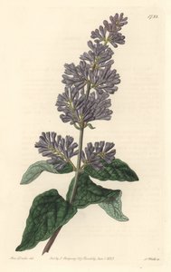 匈牙利的丁香--S.沃茨根据莎拉-安妮-德雷克（1803-1857）的插图创作的强水，出自《植物志》。 作者 西德纳姆·泰斯特·爱德华兹