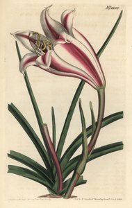 百合变种--海角百合，Crinum ornatum（Amaryllis ornata）。F. Sansom Jr.根据Sydenham Edwards的插图进行的手绘铜版画，出自William Curtis的植物学杂志，T. Curtis，伦敦 作者 西德纳姆·泰斯特·爱德华兹