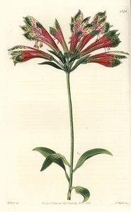 印加或秘鲁百合（alstroemere或alstroemerie）--秘鲁百合，Alstroemeria pulchella（Parrot alstroemeria，Alstroemeria psittacina）。S. Watts根据M. Hart的插图进行的手绘铜版画，出自Sydenham Edwards的《植物学》。