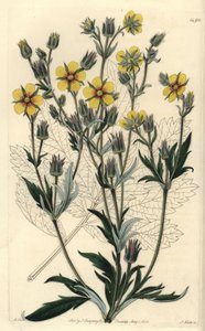 Long-leaved cinquefolia variete - Potentilla longifolia (Viscid cinquefoil, Potentilla viscosa).S. Watts根据M. Hart的插图进行的手绘铜版画，出自伦敦Ridgeway的Sydenham Edwards的植物志。 作者 西德纳姆·泰斯特·爱德华兹