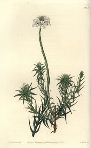 长叶 sphenotoma，Sphenotoma capatum。 S. Watts 手绘铜版画，由来自伦敦里奇韦 Sydenham Edwards