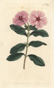 马达加斯加长春花 - 马达加斯加长春花，Catharanthus roseus（Vinca rosea）。Sansom根据Sydenham Edwards的插图制作的手绘铜版画，伦敦William Curtis的植物杂志。