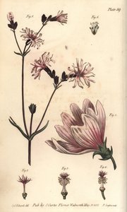 锦葵, Malva sylvestris, Monadelphia 作者 西德纳姆·泰斯特·爱德华兹