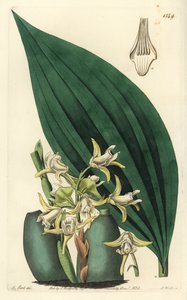 掌上明珠兰花（淡黄色明珠兰，脱色明珠兰）。S. Watts根据M. Hart的插图进行的手绘铜版画，出自Sydenham Edwards的《植物志》，Ridgeway，伦敦 作者 西德纳姆·泰斯特·爱德华兹