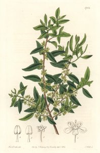 Maytenus boaria (maiten)，中美洲和南美洲的特有物种--S. Watts根据Sarah Anne Drake (1803-1857)的插图制作的强水，来自《植物志》。 作者 西德纳姆·泰斯特·爱德华兹