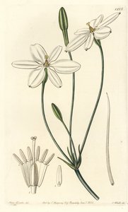 墨西哥之星 - 墨西哥之星或雪白的米拉，Milla biflora。S. Watts根据莎拉-德雷克小姐的插图进行的手绘铜版画，出自伦敦Ridgeway的Sydenham Edwards《植物志》。 作者 西德纳姆·泰斯特·爱德华兹