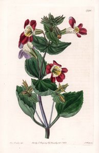 Mimule variete，称为猴子花或麝香花--S.Watts的刻板，来自Sarah Anne Drake（1803-1857）的插图，出自英国Sydenham Edwards（1768-1819）的植物学登记册。 作者 西德纳姆·泰斯特·爱德华兹