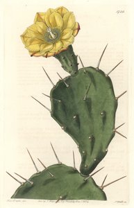 Monacanth仙人掌，开花的仙人掌，原产于南美洲--S.Watts根据Sarah Anne Drake（1803-1857）的插图制作的强水，来自《植物志》。