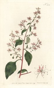 蚊子花或墨西哥洛佩齐亚，总状洛佩齐亚。 在伦敦威廉柯蒂斯植物学杂志的 Sydenham Edwards 插图后，Sansom 手工雕刻的铜版画 作者 西德纳姆·泰斯特·爱德华兹