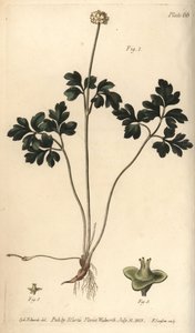 麝香根，Adoxa moschatellina，Tetragynia，花1和花蕊2，3。F. Sansom为William Curtis在兰贝斯植物园的植物学讲座所作的植物学插图的手绘铜版画，由Sydenham Edwards绘制。 作者 西德纳姆·泰斯特·爱德华兹