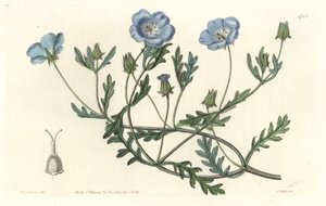 Namophile maculee，原产于加利福尼亚--S.Watts根据Sarah Anne Drake（1803-1857）的插图创作的Water forte，来自《植物志》。 作者 西德纳姆·泰斯特·爱德华兹