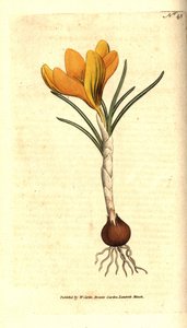 那不勒斯番红花或春番红花、春番红花-春番红花、番红花vernus。 Sydenham Edwards 来自威廉·柯蒂斯的植物学杂志，伦敦兰贝斯马什 作者 西德纳姆·泰斯特·爱德华兹