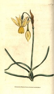 水仙 - 反射型水仙，Narcissus triandrus。根据詹姆斯-索尔比的植物学插图进行的手绘铜版画，出自威廉-柯蒂斯的《植物学杂志》，伦敦兰贝斯沼泽。 作者 西德纳姆·泰斯特·爱德华兹