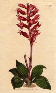 霜花纽蒂兰，花色为粉红色和深红色，原产于牙买加。霜花Neottia，花色深红和粉红，原产于牙买加。Stenorhynchus squamulosus (Neottia orchioides)手绘铜版画，来自于植物学期刊。 作者 西德纳姆·泰斯特·爱德华兹