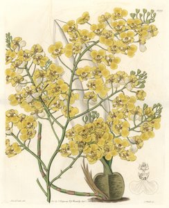 兰花（Oncidium ampliatum），开黄花，原产于新西兰--S.Watts根据Sarah Anne Drake（1803-1857）的插图创作的Water forte，出自《植物志》。 作者 西德纳姆·泰斯特·爱德华兹