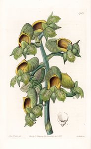 兰花。Casatetum品种，原产于巴西--图版由S.Watts雕刻，来自Sarah Anne Drake（1803-1857）的插图，出自英国Sydenham Edwards（1768-1819）的植物学登记册。 作者 西德纳姆·泰斯特·爱德华兹