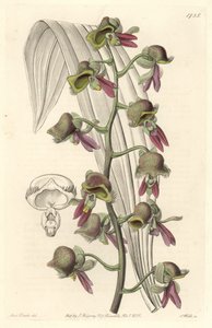 兰花Catasetum，双色花，原产于圭亚那--S.Watts根据Sarah Anne Drake（1803-1857）的插图创作的Water forte，来自《植物志》。 作者 西德纳姆·泰斯特·爱德华兹