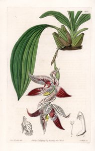 兰花。Paphinia cristata，原产于亚马逊--S.Watts雕刻的图版，来自Sarah Anne Drake（1803-1857）的插图，出自英国Sydenham Edwards（1768-1819）的植物学登记册。 作者 西德纳姆·泰斯特·爱德华兹
