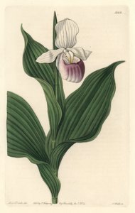兰花，皇家 Cypripede - S. Watts 的 Water forte，来自植物学名录中 Sarah Anne Drake (1803-1857) 的插图 作者 西德纳姆·泰斯特·爱德华兹