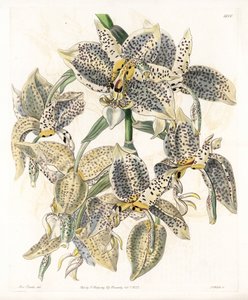 兰花。Stanhopea品种，新热带 - S.Watts雕刻的图版，来自Sarah Anne Drake（1803-1857）的插图，出自英国Sydenham Edwards（1768-1819）的植物学登记册。 作者 西德纳姆·泰斯特·爱德华兹