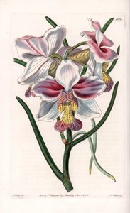 兰花。Vanda品种，亚洲的附生物种--S.Watts雕刻的图版，来自Sarah Anne Drake（1803-1857）的插图，出自英国Sydenham Edwards（1768-1819）的植物学登记册。