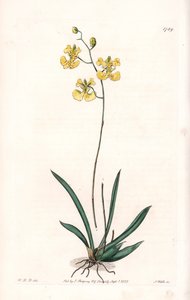 兰花：Variete Tolumnia guianensis，海地和圣多明各特有 - S.Watts 雕刻的盘子，来自 Sarah Anne Drake (1803-1857) 的插图，来自英国 Sydenham Edwards (1768-1819) 的植物名录 作者 西德纳姆·泰斯特·爱德华兹