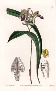 兰花。美国的Bletia品种--S.Watts雕刻的图版，来自Sarah Anne Drake（1803-1857）的插图，出自英国Sydenham Edwards（1768-1819）的植物学登记册。 作者 西德纳姆·泰斯特·爱德华兹