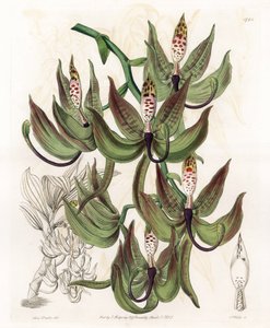 Orchid: Variety of Cycnoche - S.Watts 的雕刻板，来自 Sarah Anne Drake (1803-1857) 的插图，来自英国 Sydenham Edwards (1768-1819) 的植物名录