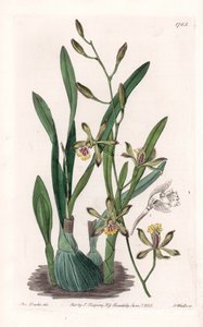 Orchid: epidendre grele - S.Watts的刻板，来自Sarah Anne Drake（1803-1857）的插图，出自英国Sydenham Edwards（1768-1819）的植物学登记册。 作者 西德纳姆·泰斯特·爱德华兹