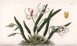 兰花：鳞茎的微型品种--由S.Watts雕刻的图版，来自Sarah Anne Drake（1803-1857）的插图，出自英国Sydenham Edwards（1768-1819）的《植物志》。 作者 西德纳姆·泰斯特·爱德华兹