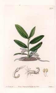 兰花：camphylocentrum的变种--S.Watts雕刻的图版，来自Sarah Anne Drake（1803-1857）的插图，出自英国Sydenham Edwards（1768-1819）的植物学记录。 作者 西德纳姆·泰斯特·爱德华兹