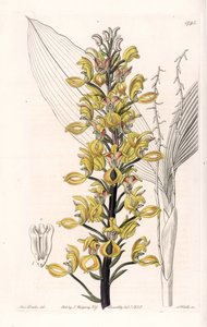 Orchid: variete of govenia - S.Watts雕刻的图版，来自Sarah Anne Drake（1803-1857）的插图，出自英国Sydenham Edwards（1768-1819）的植物学记录。 作者 西德纳姆·泰斯特·爱德华兹