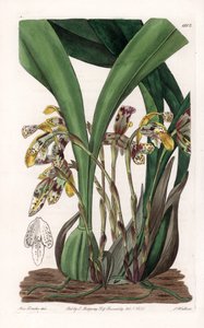 兰花：麦冬的变种，原产于南美洲--S.Watts根据Sarah Anne Drake（1803-1857）的插图雕刻的图版，出自英国Sydenham Edwards（1768-1819）的植物学登记册。 作者 西德纳姆·泰斯特·爱德华兹