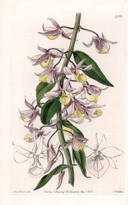 兰花：石斛的变种，原产于亚洲--S.Watts刻板，来自Sarah Anne Drake（1803-1857）的插图，出自英国Sydenham Edwards（1768-1819）的植物学名册 作者 西德纳姆·泰斯特·爱德华兹