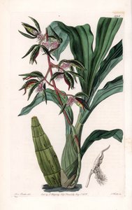兰花：catasetum的变种，被称为大胡子--S.Watts刻板，出自Sarah Anne Drake（1803-1857）的插图，出自英国Sydenham Edwards（1768-1819）的植物学登记册 作者 西德纳姆·泰斯特·爱德华兹