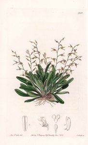 兰花:表皮细胞的变种--S.Watts雕刻的图版，来自Sarah Anne Drake（1803-1857）的插图，出自英国Sydenham Edwards（1768-1819）的植物学登记册 作者 西德纳姆·泰斯特·爱德华兹