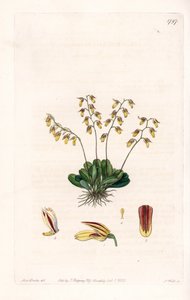 兰花:表皮细胞的变种--S.Watts雕刻的图版，来自Sarah Anne Drake（1803-1857）的插图，出自英国Sydenham Edwards（1768-1819）的植物学登记册 作者 西德纳姆·泰斯特·爱德华兹
