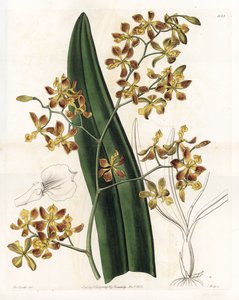 兰花：各种表皮 - S.Watts 雕刻的盘子，来自 Sarah Anne Drake (1803-1857) 的插图，来自英国 Sydenham Edwards (1768-1819) 的植物名录 作者 西德纳姆·泰斯特·爱德华兹