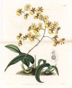 兰花：巴西的附生兰花品种--由S.Watts雕刻的图版，来自Sarah Anne Drake（1803-1857）的插图，出自英国Sydenham Edwards（1768-1819）的植物学记录。 作者 西德纳姆·泰斯特·爱德华兹