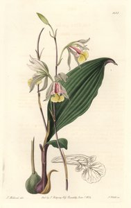 Orchidee, American Bletia - Water Forte by S. Watts from an illustration by T. Holland, from the Botanical Register 作者 西德纳姆·泰斯特·爱德华兹