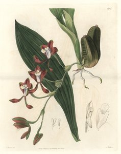 Orchidee Batemannia，原产于圭亚那--Water forte，由S. Watts根据T. Holland的插图创作，来自《植物志》。 作者 西德纳姆·泰斯特·爱德华兹