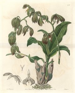 Orchidee Catasetum，原产于巴西--S. Watts根据M.A. Huntley小姐的插图创作的Water forte，来自《植物志》。 作者 西德纳姆·泰斯特·爱德华兹