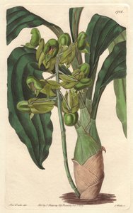 Orchidee Catasetum，原产于巴西--S.Watts根据Sarah Anne Drake（1803-1857）的插图创作的Water forte，出自《植物志》。 作者 西德纳姆·泰斯特·爱德华兹