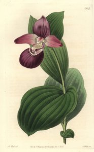 Orchidee clog of Venus有大花--大花蕙兰或大花瓢虫兰，Cypripedium macranthos。S. Watts根据M. Hart的插图进行的手绘铜版画，出自Sydenham Edwards的《植物志》。 作者 西德纳姆·泰斯特·爱德华兹