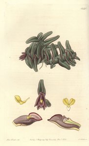 中美洲的Orchidee epidendrum - Epidendrum schlechterianum兰花（紫色nanodes，Nanodes discolor）。S. Watts根据Sydenham Edwards的《植物志》中Sarah Drake小姐的插图进行的手绘铜版画，Ridgeway, Lon 作者 西德纳姆·泰斯特·爱德华兹