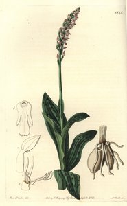 Orchidee neotine - 密花兰，Neotinea maculata（One-sized aceras, Aceras secundiflora）。S. Watts根据Sydenham Edwards的《植物志》中Sarah Drake小姐的插图进行的手绘铜版画，Ridgeway，伦敦 作者 西德纳姆·泰斯特·爱德华兹