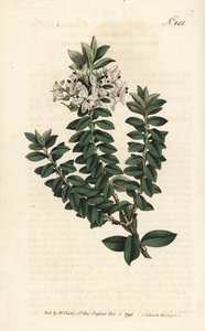 Ouessant桃金娘或椭圆椎花--横叶速生草，Veronica decussata。Sansom根据Sydenham Edwards的插图进行的手绘铜版画，伦敦William Curtis的植物学杂志。 作者 西德纳姆·泰斯特·爱德华兹