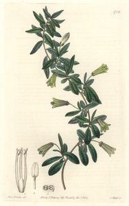 椭圆叶比拉迪拉，原产于塔斯马尼亚（澳大利亚）--S.沃茨根据莎拉-安妮-德雷克（1803-1857）的插图制作的强水，来自《植物志》。 作者 西德纳姆·泰斯特·爱德华兹