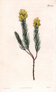 椭圆形的尖头天南星，Aspalathus callosa。韦德尔根据塞登纳姆-爱德华兹的插图进行的手绘铜版画，出自塞缪尔-柯蒂斯的《植物学杂志》，伦敦 作者 西德纳姆·泰斯特·爱德华兹
