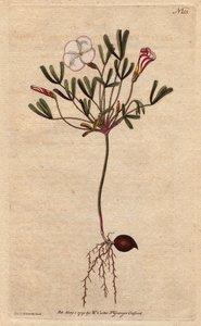 小苏木（Oxalis）有白色条纹的花朵和糖果粉色，原产于非洲。条纹花木苏木，花色为粉红色的糖果色条纹白花。原产于非洲。斑纹木贼（Oxalis versicolor）。手绘铜版画，出自植物学插图，作者是 作者 西德纳姆·泰斯特·爱德华兹